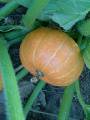 Pumpkin small orange